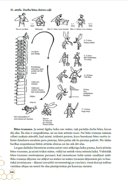 Bišu saimes bioloģija