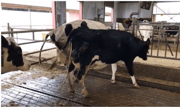 Labas lauksaimniecības prakses nosacījumi un labturības nodrošinājums piena lopkopības saimniecībās (II)