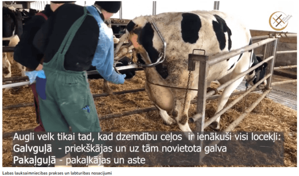 Labas lauksaimniecības prakses nosacījumi un labturības nodrošinājums piena lopkopības saimniecībās (II)